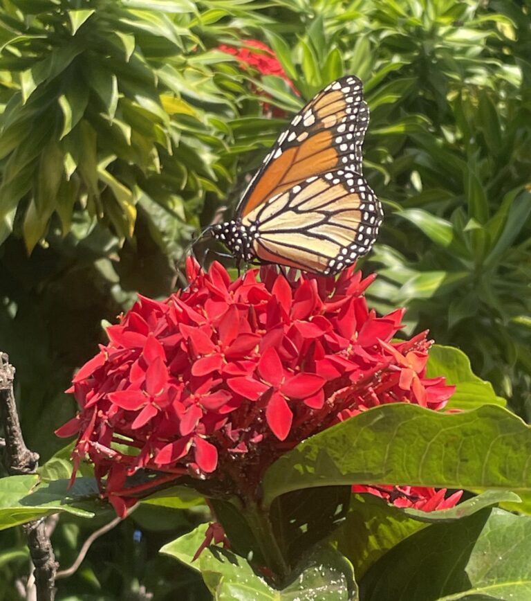 Monarch butterfly perched on a vibrant red flower with green background.