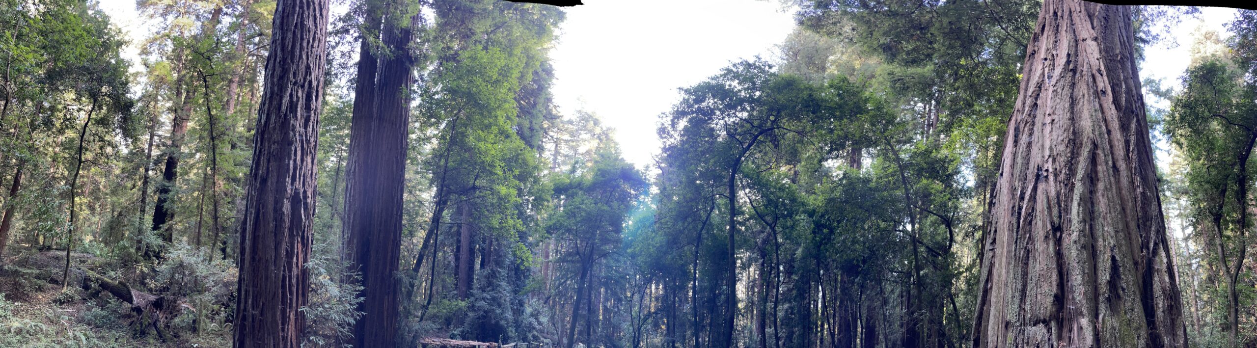 Redwood trees with sunlight filtering through, creating a calming forest scene.