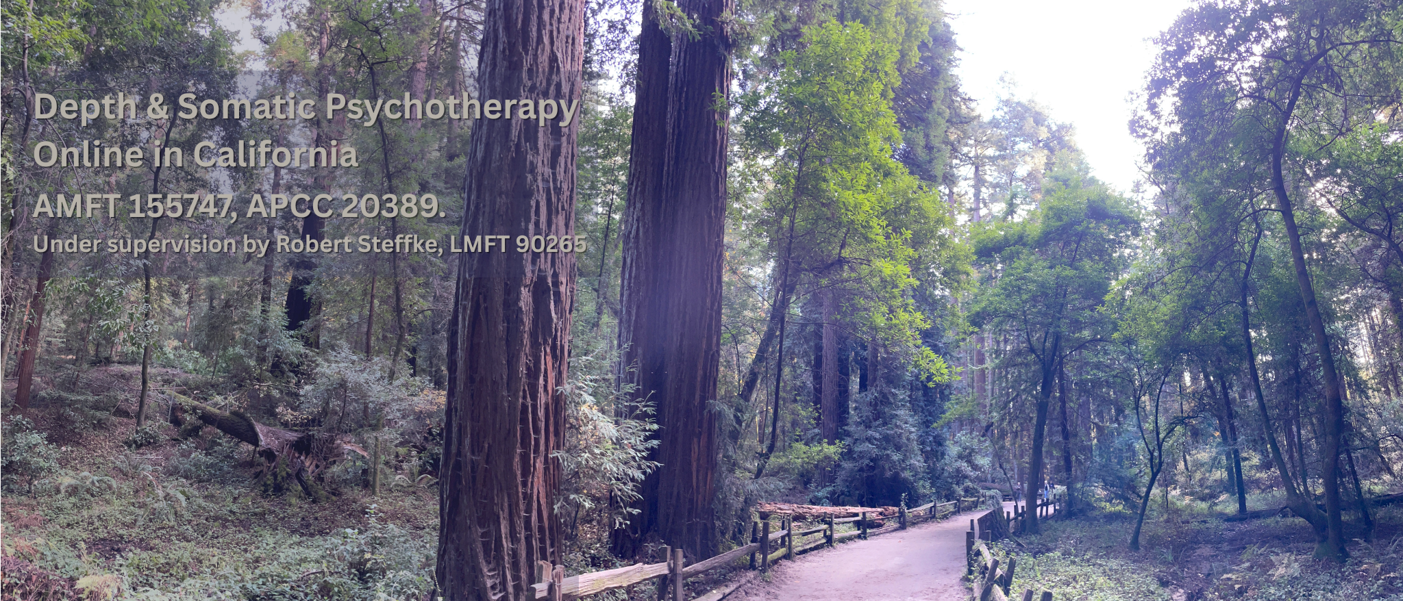 Redwoods forest path with text overlay: Willow Renée, Depth Psychology & Somatic Therapy